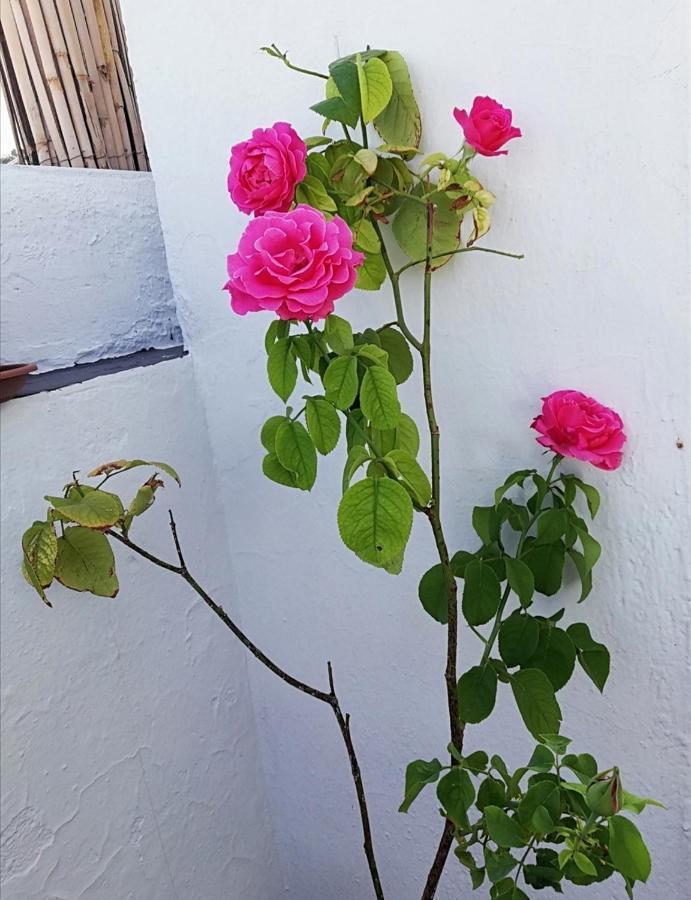 Medina Baguh Daire Priego de Córdoba Dış mekan fotoğraf
